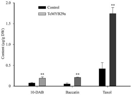 红豆杉转录因子TcMYB29在调控红豆杉愈伤中紫杉醇生物合成中的应用