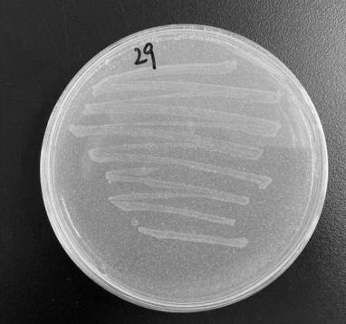 金黄杆菌、含有该菌的菌剂及它们的应用以及降解塑料的方法