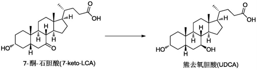 固定化经修饰的7β-羟基甾体脱氢酶及其应用的制作方法