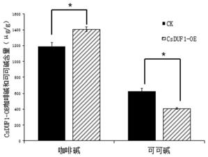 一种调控茶树咖啡碱合成的转录因子CsDUF1在调控茶树咖啡碱合成中的应用