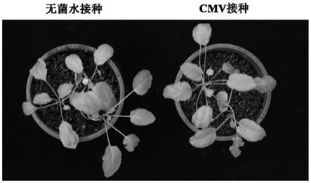 一种丹参黄瓜花叶病毒病苗期注射接种的方法