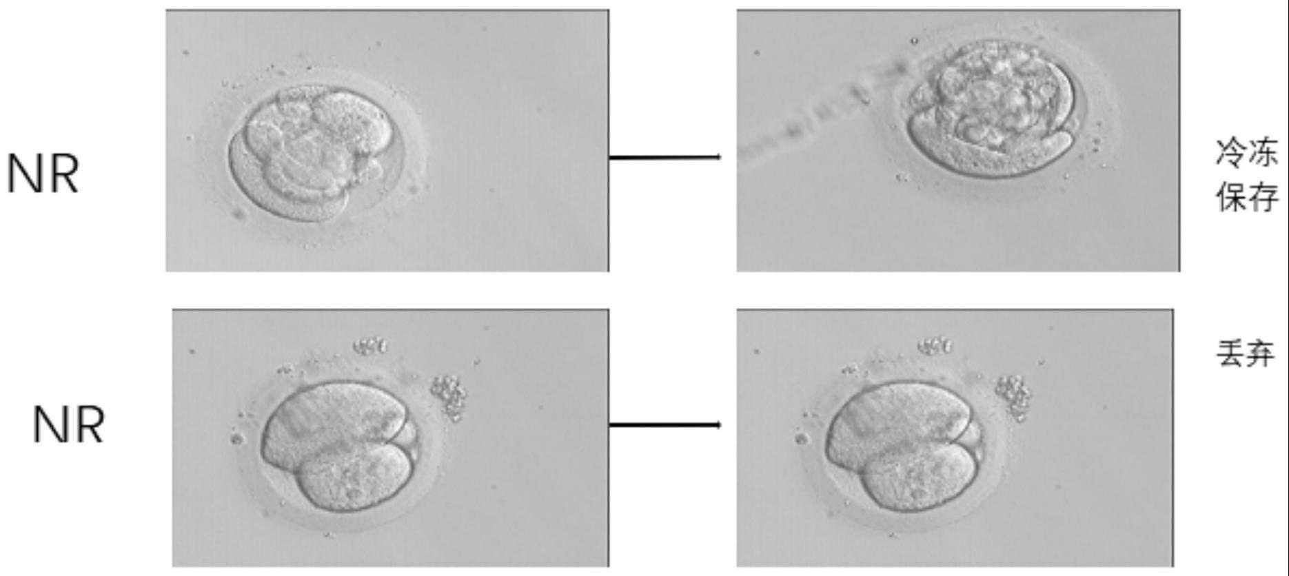 NAD信号通路激动剂在体外胚胎培养中的应用的制作方法