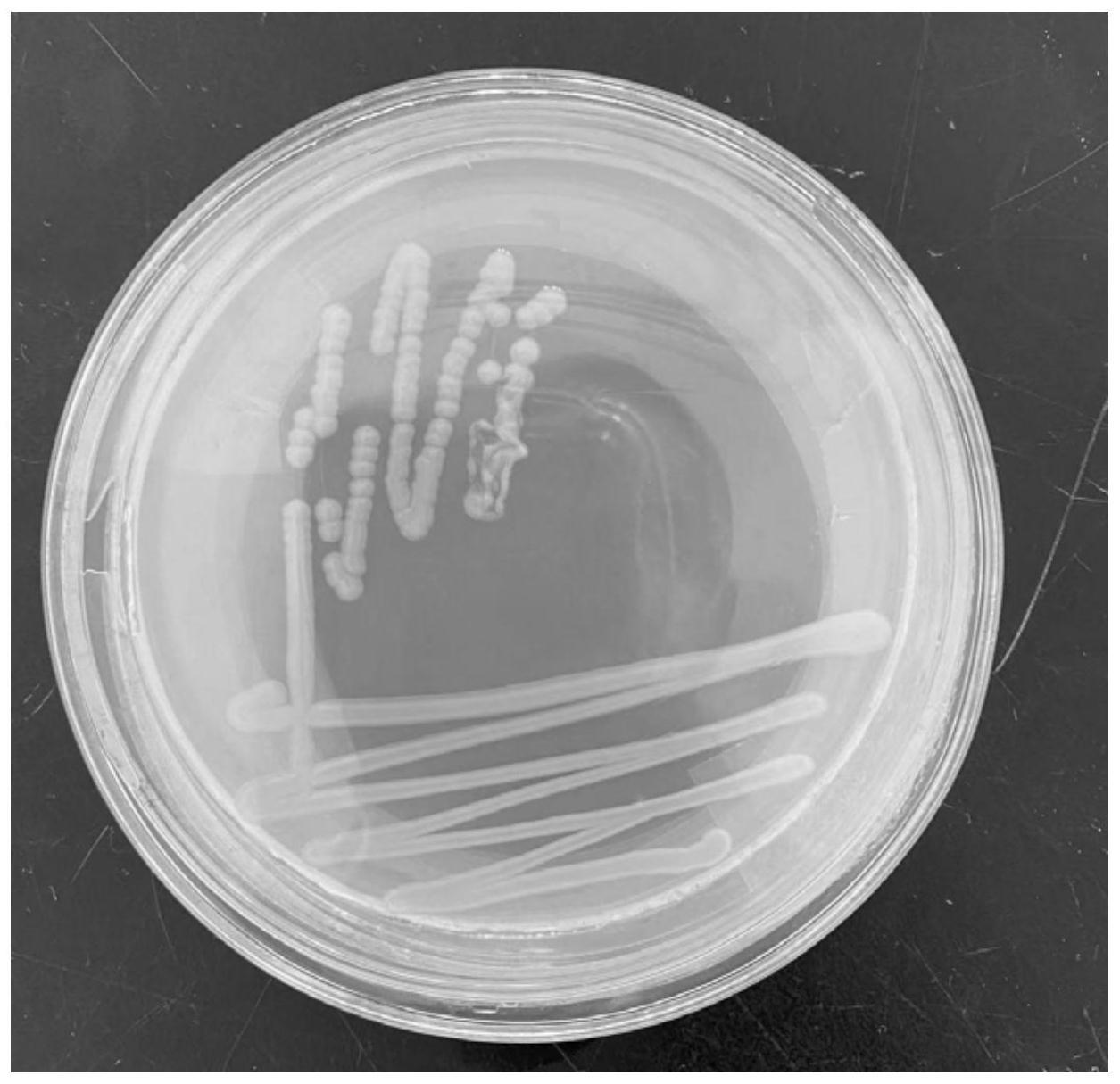 一种假单胞菌及其在河豚毒素制备中的应用的制作方法