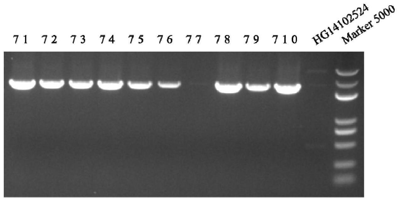 多主棒孢菌CcTLS2蛋白与编码基因及其应用