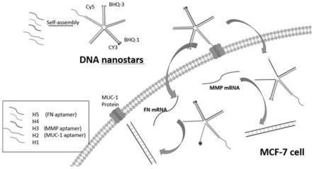 基于DNA五角星纳米材料荧光成像监测乳腺癌细胞中mRNA的方法