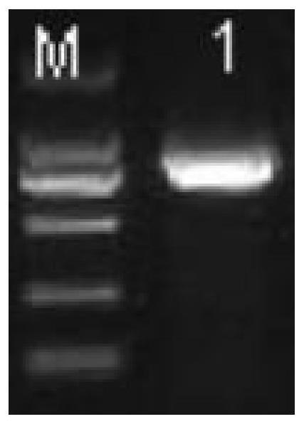 TaSR45a基因在培育抗赤霉病植物中的应用