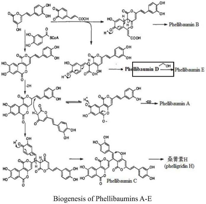 一种从桑黄药材中制备化合物PhellibauminD的方法