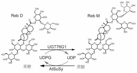 一种利用糖基转移酶UGT76G1突变体高效生物合成莱鲍迪苷M的方法