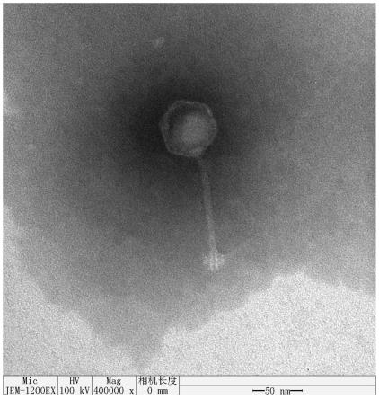一种宽裂解谱耐紫外的奇异变形杆菌噬菌体和其组合物、试剂盒及其应用的制作方法