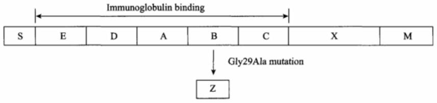 耐碱蛋白A变体及其应用的制作方法