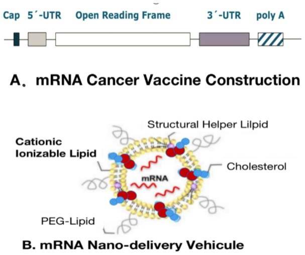 基于mRNA的肿瘤疫苗及其制备和联合抗癌方法与流程