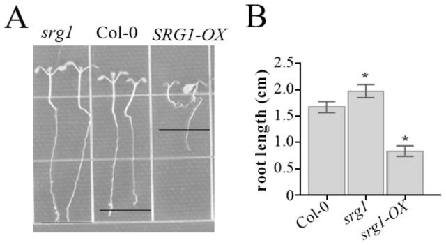 拟南芥转录因子SRG1基因在调控植物生长发育中的应用