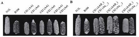 玉米单向杂交不亲和相关蛋白ZmGa2F及其编码基因与应用