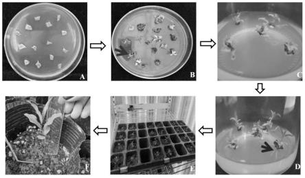 石榴农杆菌遗传转化的方法