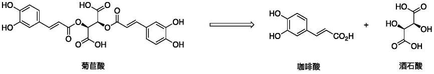 菊苣酸在治疗SARS-CoV-2感染中的应用的制作方法