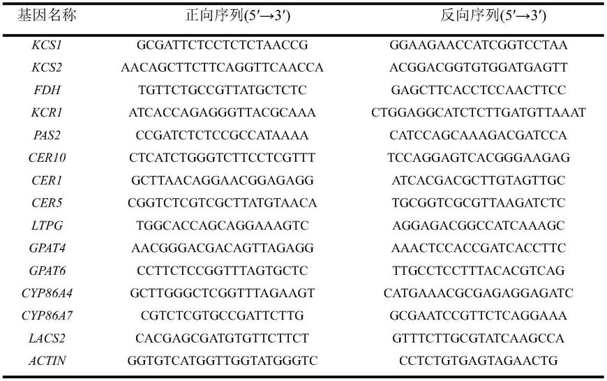一种毛竹蜡质合成转录因子基因PeWST及其应用的制作方法