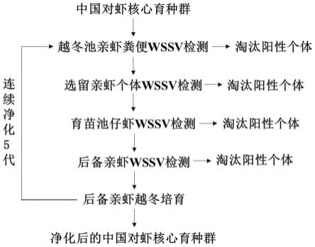 一种中国对虾核心育种群WSSV的净化方法与流程