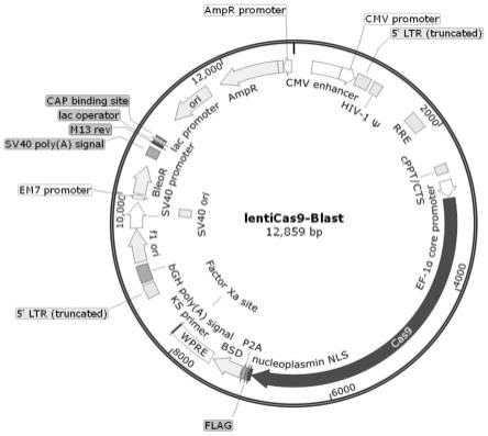 适合腺病毒载体增殖的MDCK-KOslc35b2细胞系及其应用