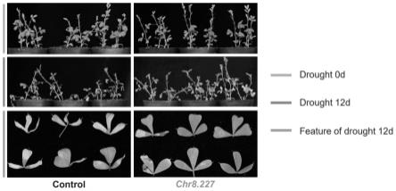 一种柠条锦鸡儿耐旱基因Chr8.227及其用于制备耐旱转基因植物的应用