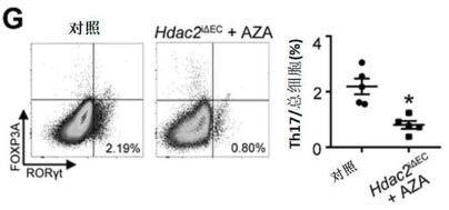 HDAC2和DNMT1抑制剂在联合靶向治疗非酒精性脂肪性肝炎中的应用