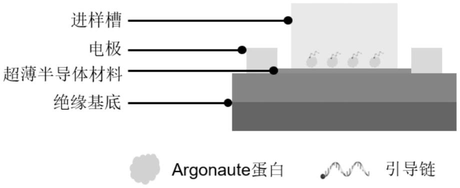 基于Argonaute蛋白的场效应晶体管核酸传感器及其制备方法和应用