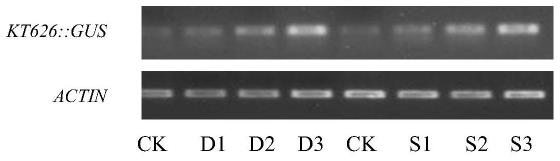 一种逆境诱导表达的基因启动子KT626及其应用的制作方法