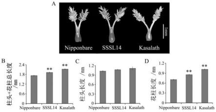 水稻花柱长度基因qSYL3及其连锁标记和在高异交结实率水稻核不育系选育中的应用