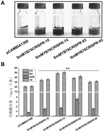 SmMYB76基因及其在提高丹参中丹酚酸含量中的应用