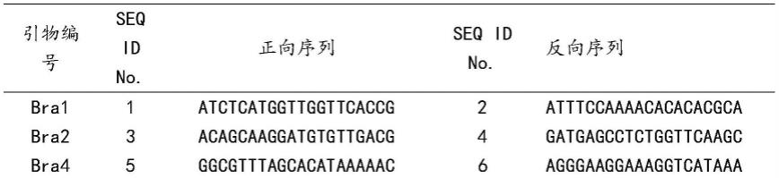 大白菜抗TuMV近等基因系及其构建方法和应用