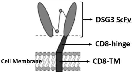 细胞表面表达抗人DSG3scFv的模式细胞及其构建方法与流程