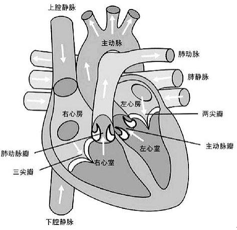 心脏超声标化人体模型的制作方法、人体模型系统与流程