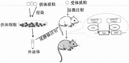 一种用于外泌体示踪的转基因小鼠模型的构建及应用