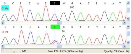 用于银龙鱼性别鉴定的SNP分子标记及其应用的制作方法