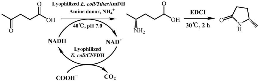胺脱氢酶突变体及其在制备(S)-5-甲基-2-吡咯烷酮中的应用
