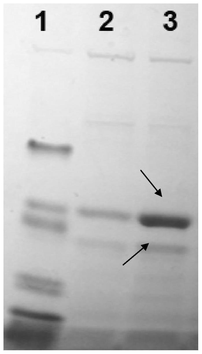 一种猫犬白细胞介素11（IL-11）在毕赤酵母中的高效表达方法及其应用与流程