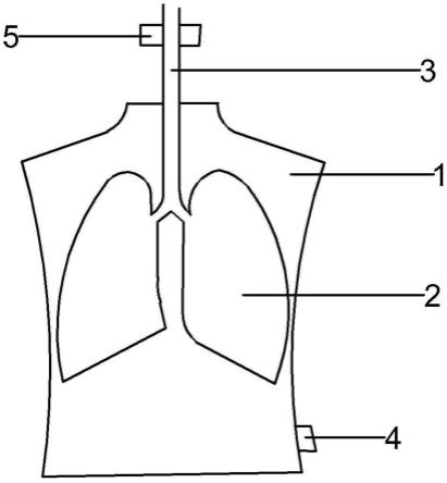 一种胸腔手术肺复张模拟教具