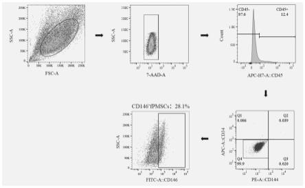 一种从无血清培养的人胎盘胎儿侧间充质干细胞中分选CD146+细胞的方法