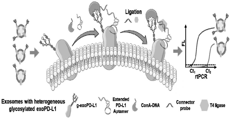 一种糖基化外泌体PD-L1的检测方法