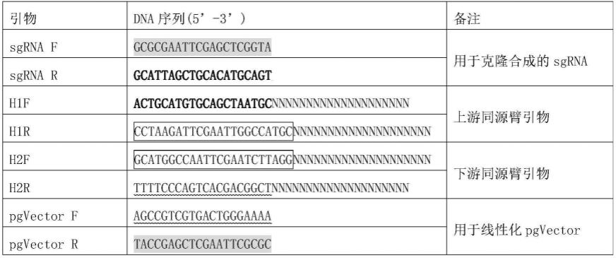 一种双sgRNA结合RecET系统敲除盐单胞菌DNA大片段的方法