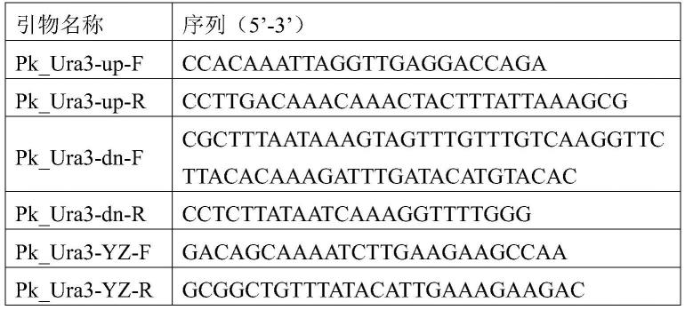 一种库德里阿兹威毕赤酵母三羧酸转运蛋白及其编码基因与应用
