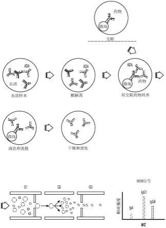 抗体分型和量化的LC-MS方法与流程