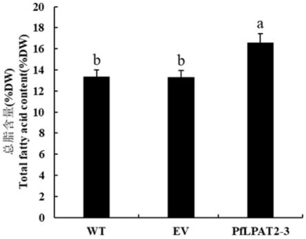 紫苏PfLPAT2-3基因在提高植物总脂含量中的应用