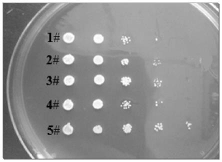 利用群体异质性评价酵母菌株抗逆性的方法与流程