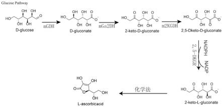 一种以葡萄糖为底物一步发酵合成2-酮基-L-古龙酸的氧化葡萄糖酸杆菌及应用