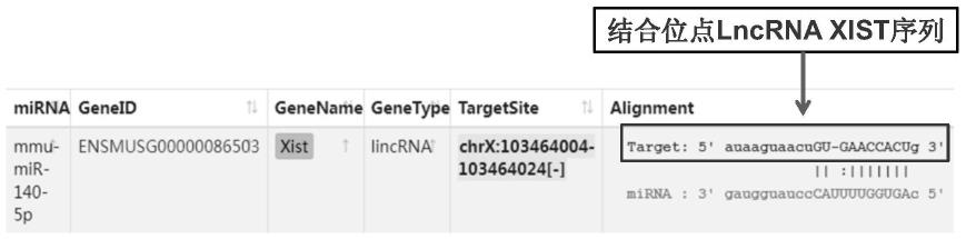 一种基于RNA靶向结合位点的LncRNAXIST基因敲入动物模型构建方法