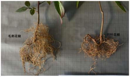 毛刺花椒作为砧木在培育竹叶花椒嫁接苗中的应用