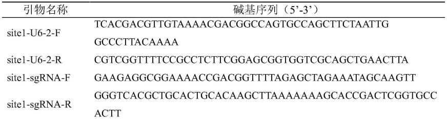 玉米半矮杆基因ZmD13的分子标记及其应用