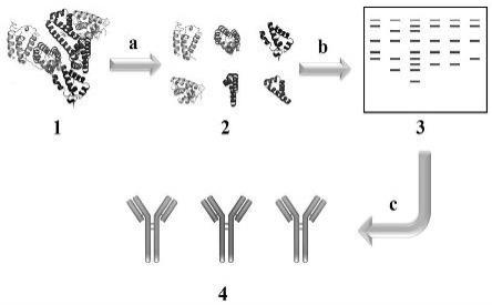 基于对蛋白酶切的肽谱识别特征指纹的抗体配对筛选方法与流程