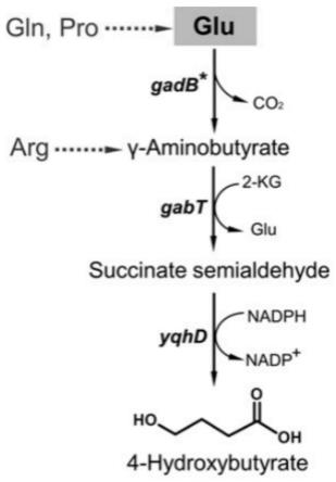 合成聚(3-羟基丁酸酯-co-4-羟基丁酸酯)的菌株及其构建方法和应用与流程
