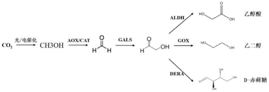 催化CO2合成2C或4C化合物的多酶级联途径